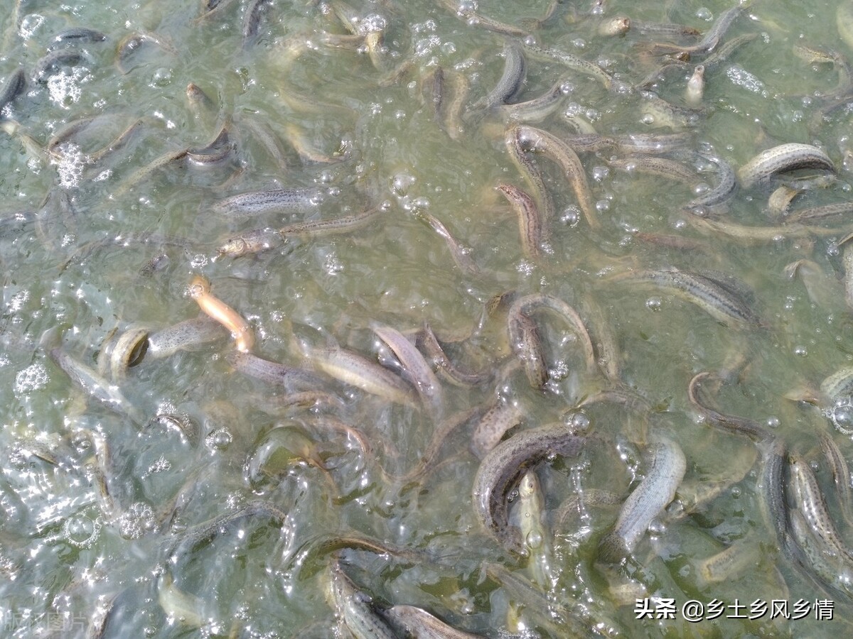 泥鳅养殖技术与养殖方法,泥鳅养殖技术