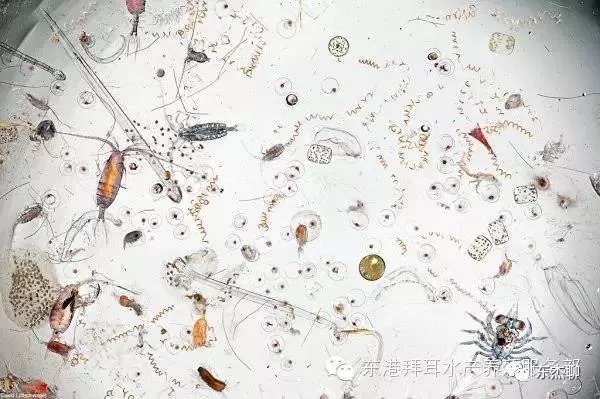 超低营养盐的海缸可以长期玩吗,海缸营养盐高不长藻