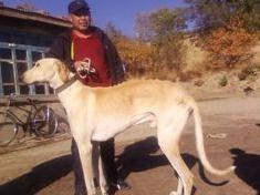 哮天犬到底长什么样,神犬和哮天犬有什么区别