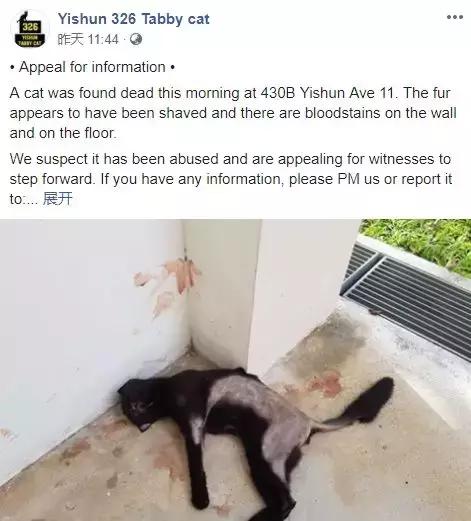 黑猫死后会发生哪些事,黑猫死亡真实事件