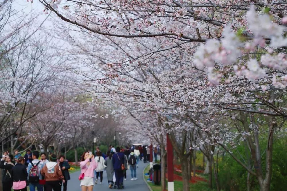 上海春游踏青好去处,上海春季踏青旅游攻略