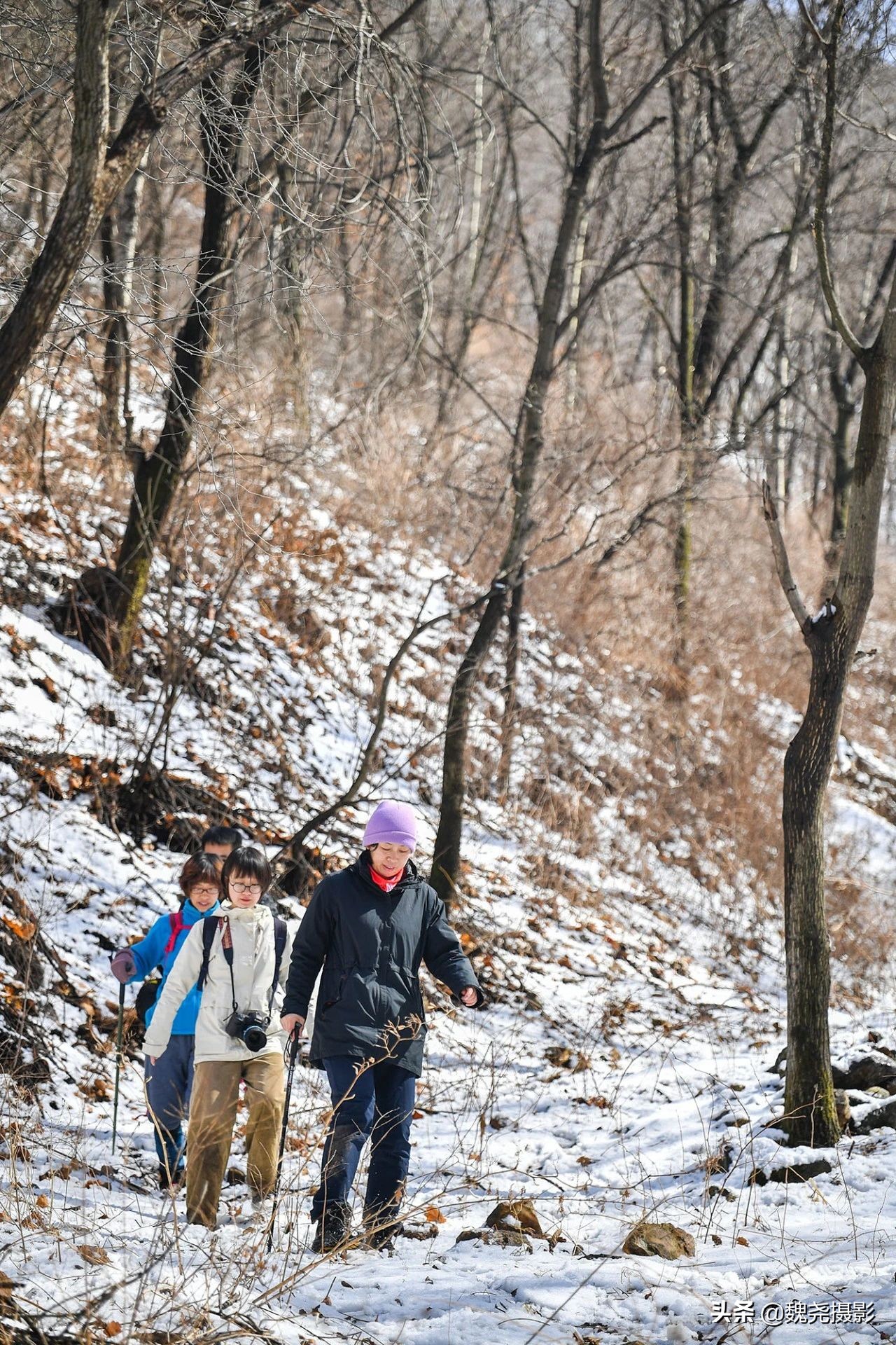 雪+雾凇+侧金盏+款冬=一次完美寻花之旅