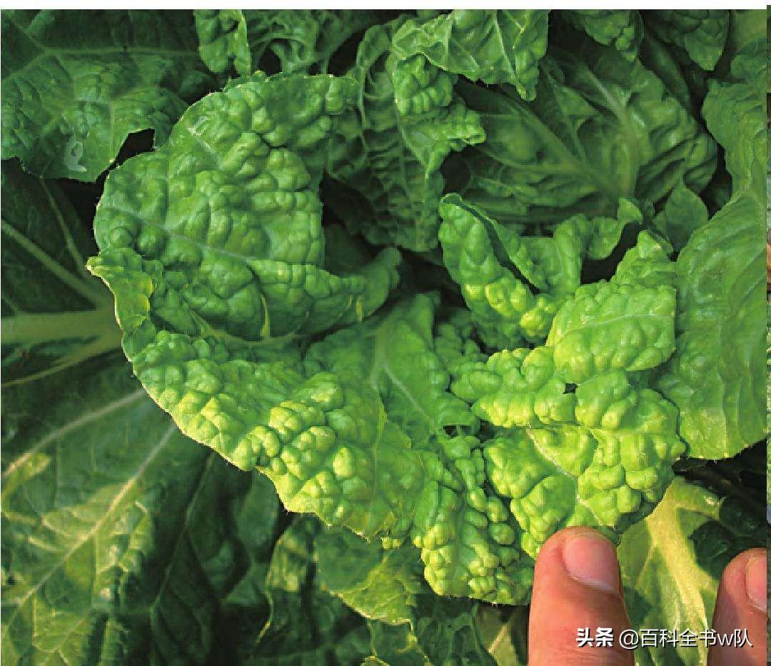 又到种菜心的季节,夏天种植白菜如何预防病害