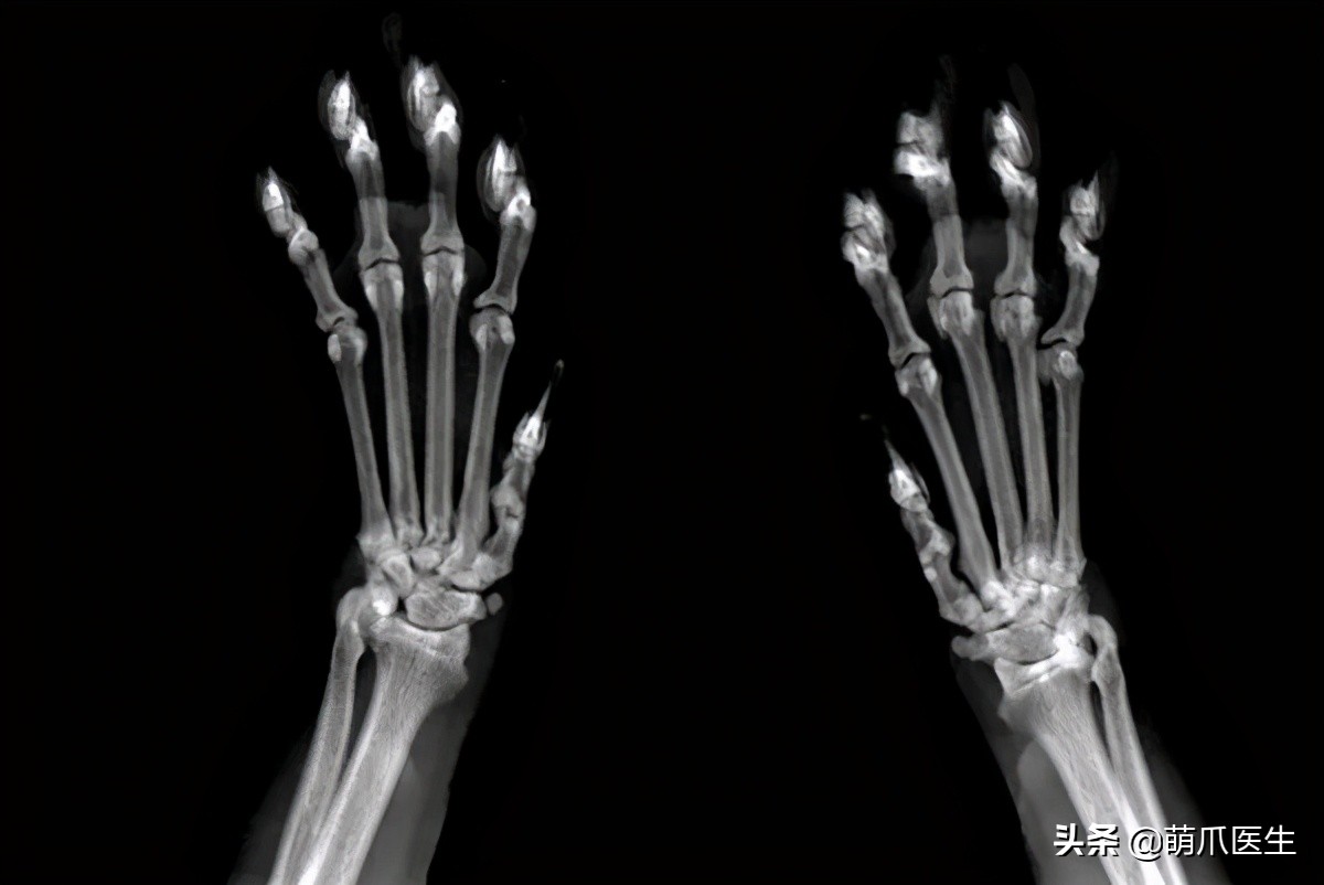 x光猫爪辟谣,猫爪x光是真的吗