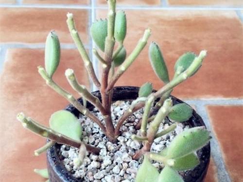 这五种多肉植物千万别在家里养,多肉紫乐怎么叶子掉光了