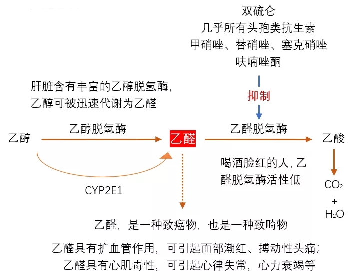服用头孢后多长时间可饮酒,酒后用头孢和用头孢后饮酒的区别
