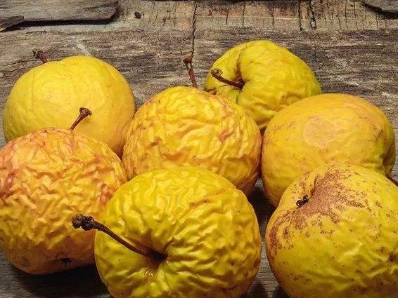 吃了新鲜冬枣拉肚子,吃了发霉水果拉肚子什么原因