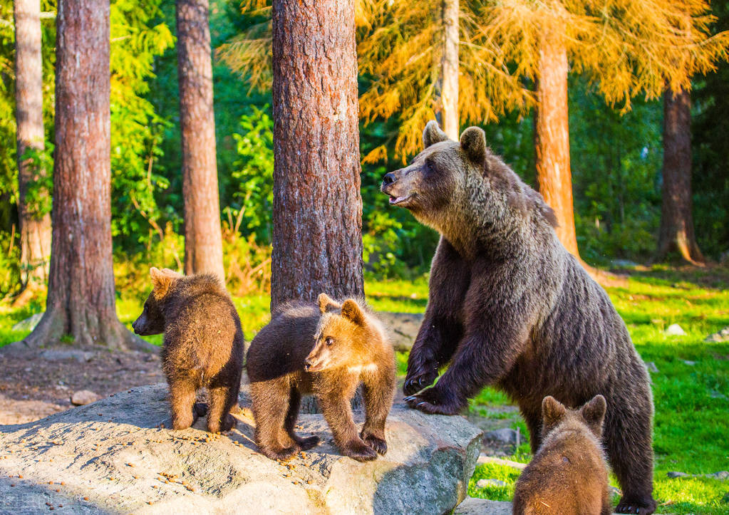 遇到危险动物如何自救,野外逃生自救常识100例