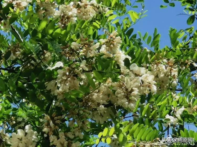 赴一场春日的邀约,五月赴一场与槐花的约会