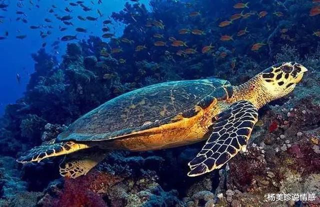 残忍!这9种带血文玩太血腥!碰了小心坐牢