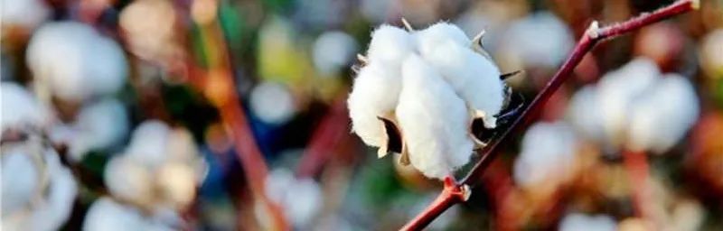 韩系斜纹棉四件套100%全棉,全棉四件套180支长绒棉秒杀价