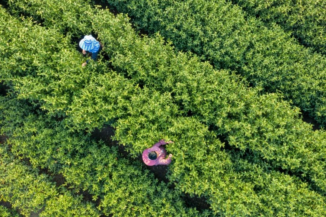 碧螺春红茶上市时间表图片,碧螺春明前茶什么时间上市