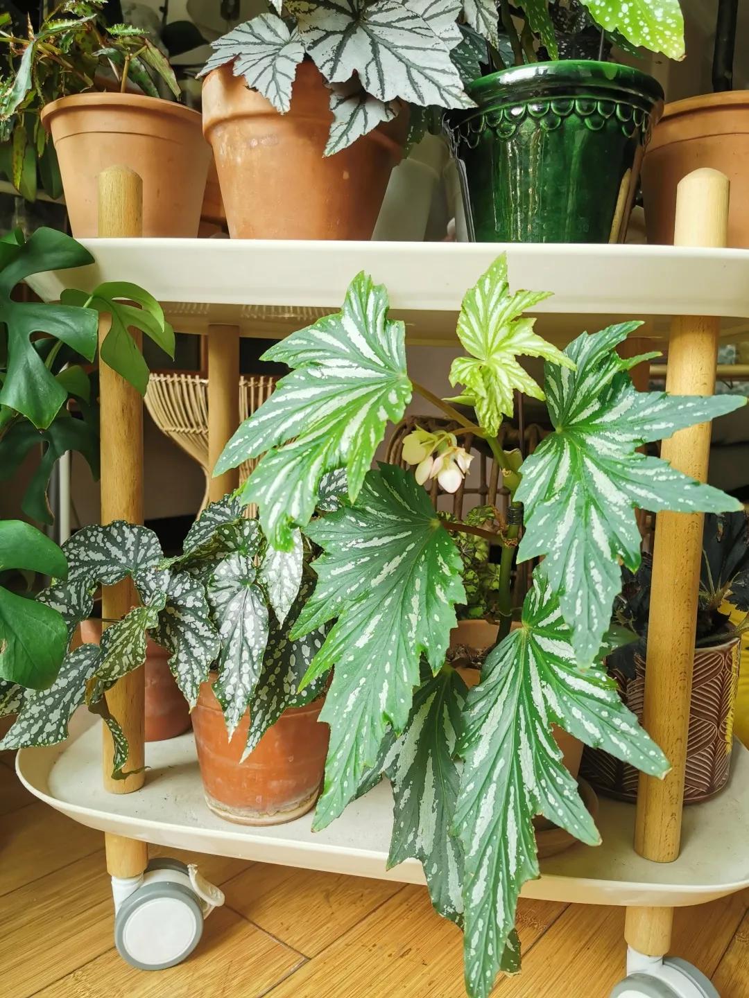 没花园怎么种花？从东北到广东，4位大神在室内种出植物园，绝美