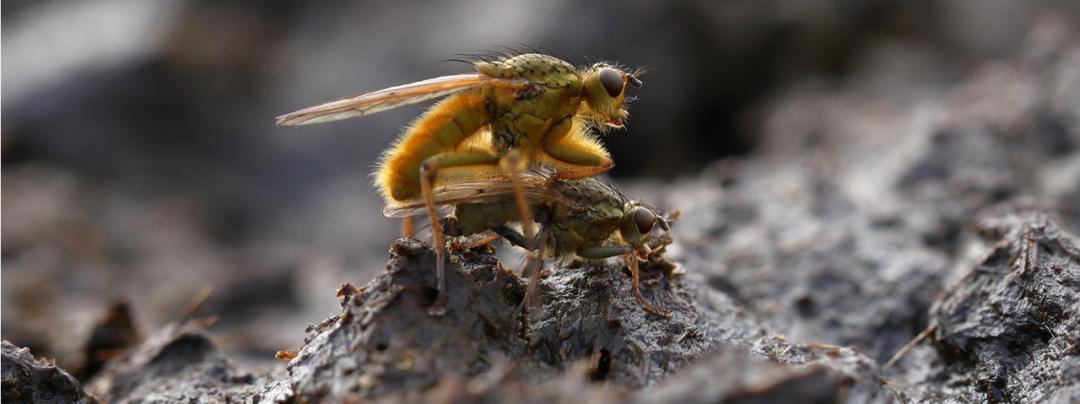 动物奇特的生殖方式里隐藏着怎样的演化奥秘？