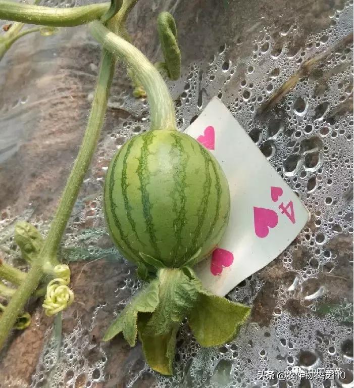 西瓜栽培技术全面的文字解释,西瓜栽培技术和方法