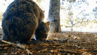 为什么我们会微笑?10个关于微笑袋鼠的萌萌秘密