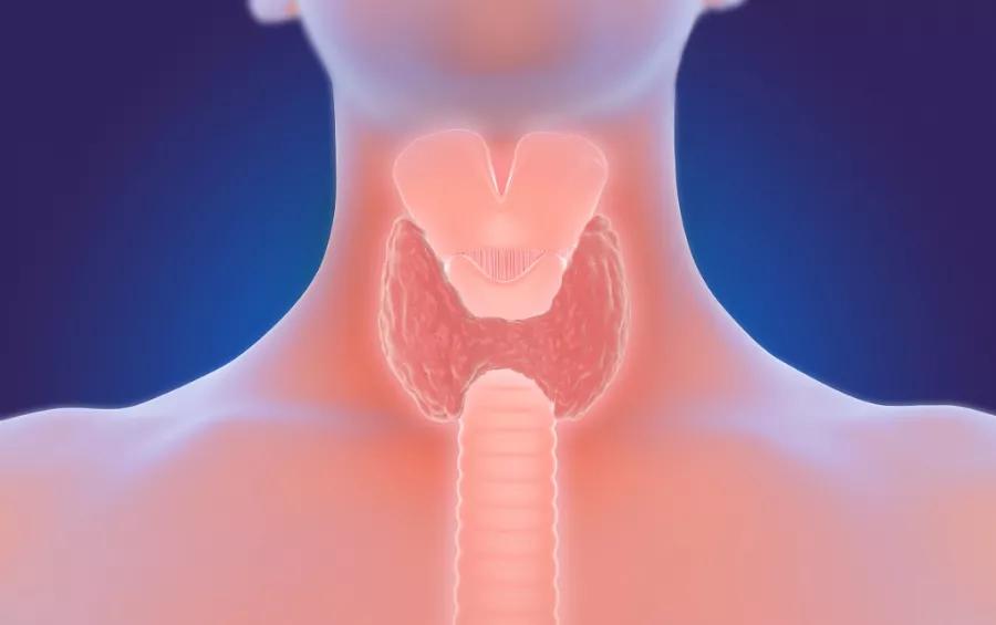 桥本氏甲亢多久转换成甲减,甲亢治疗中为什么会转为甲减