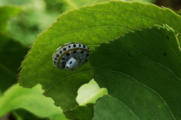 梨树下面的土壤能杀死什么虫,梨树黄粉虫前期图片