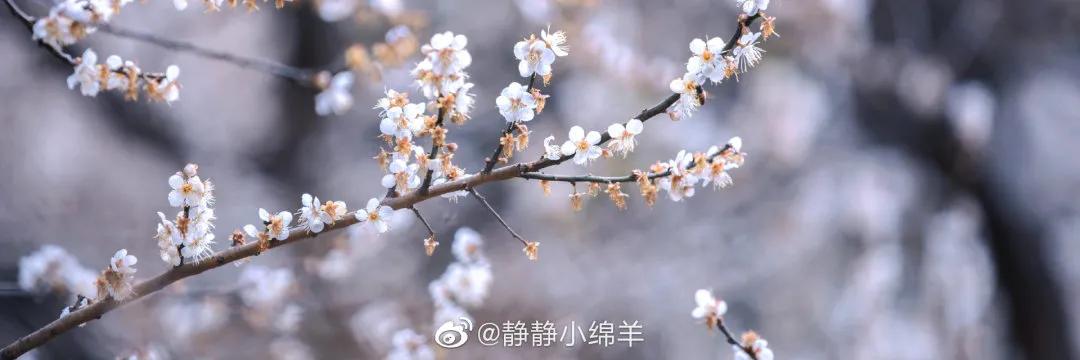 广州现在花开的季节,广州现在什么花开了
