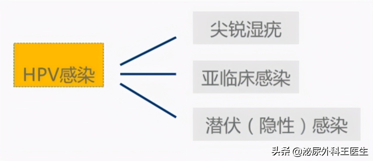 肛门摸到了小肉球,是痔疮还是尖锐湿疣?医生来教你区分