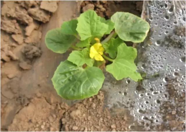 培育甜瓜苗用多大的育苗盘,甜瓜苗在穴盘里面多少天可以移栽