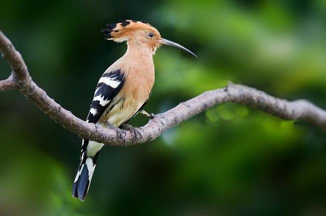 高清童年常见飞禽篇（值得珍藏）