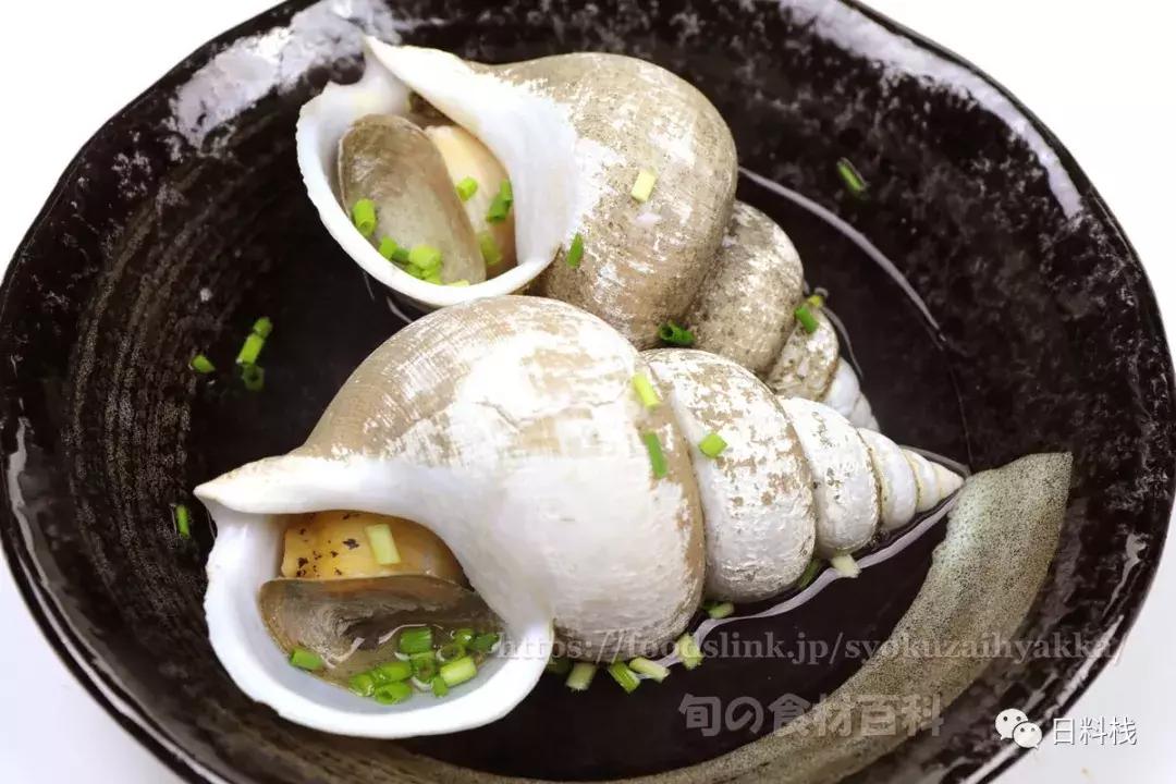 峨螺是什么,厚重峨螺