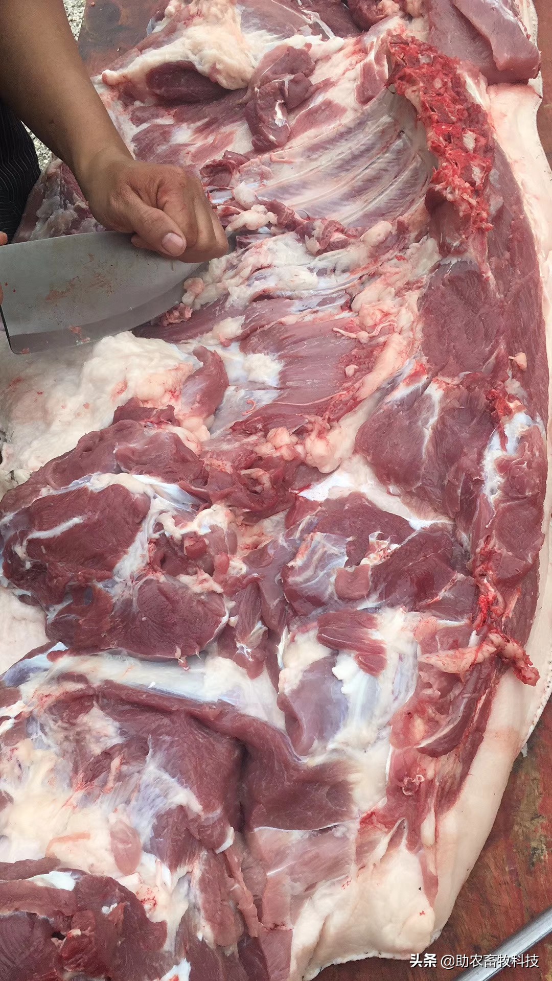 养猪催长剂,养猪有什么催肥最快的药物