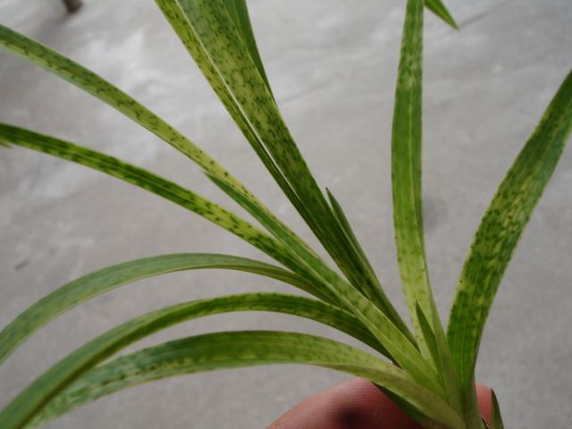 艺草兰花图片及价格,如何判断兰花艺草值多少钱