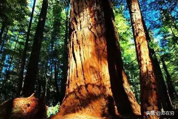 中国比黄金还要贵的三种木材,中国最贵的木材比黄金还贵