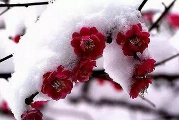 各月出生花,农历几月几日出生代表什么花