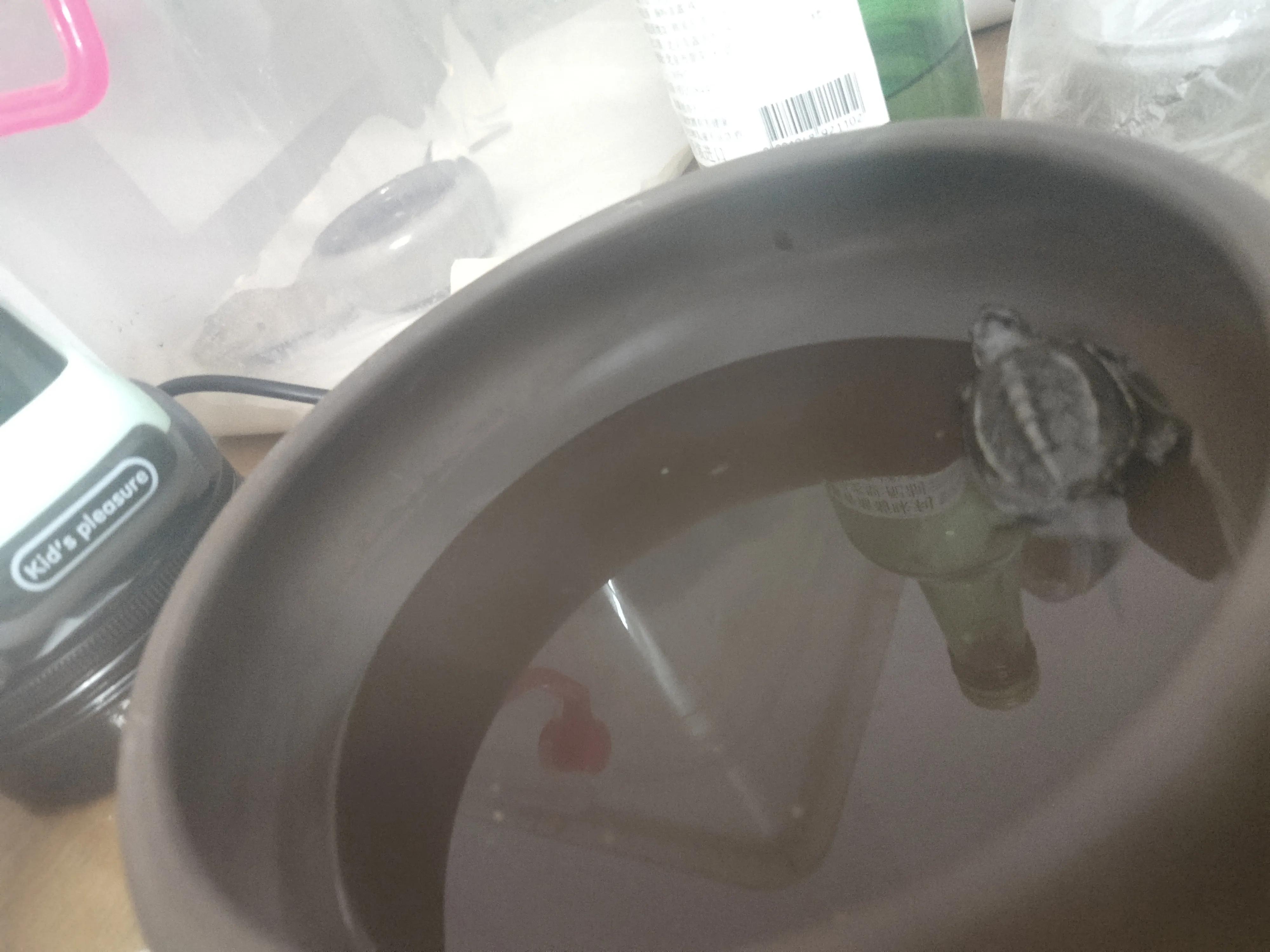 宠物溺水如何抢救,龟溺水救治后怎么处理