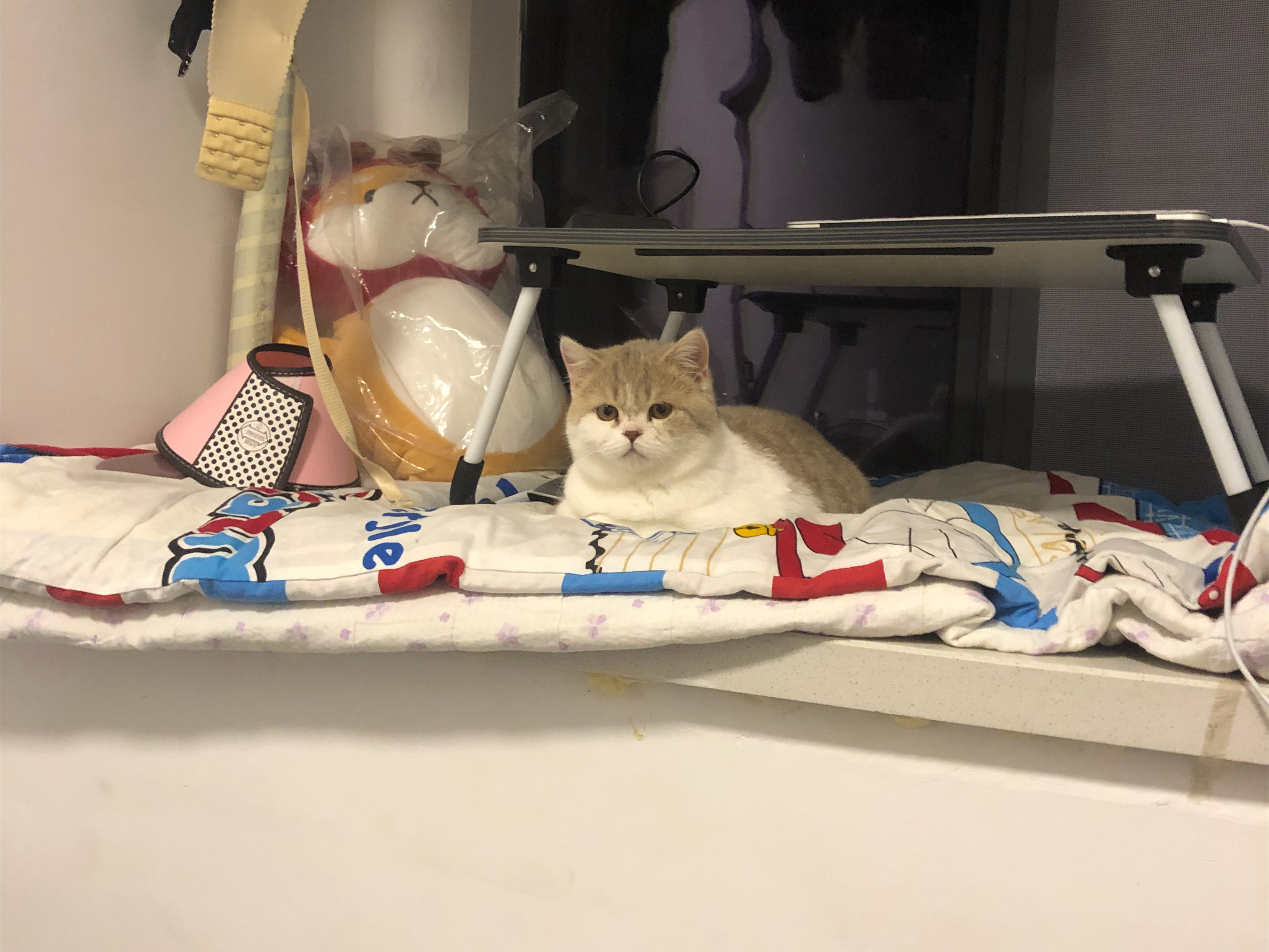 猫咪独自在家回来变得异常胆小,猫咪独自在家15天家会变成什么样