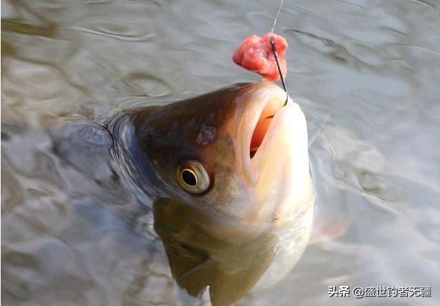 打窝最简单最准的方法,打窝后鱼来到窝里一会就走了