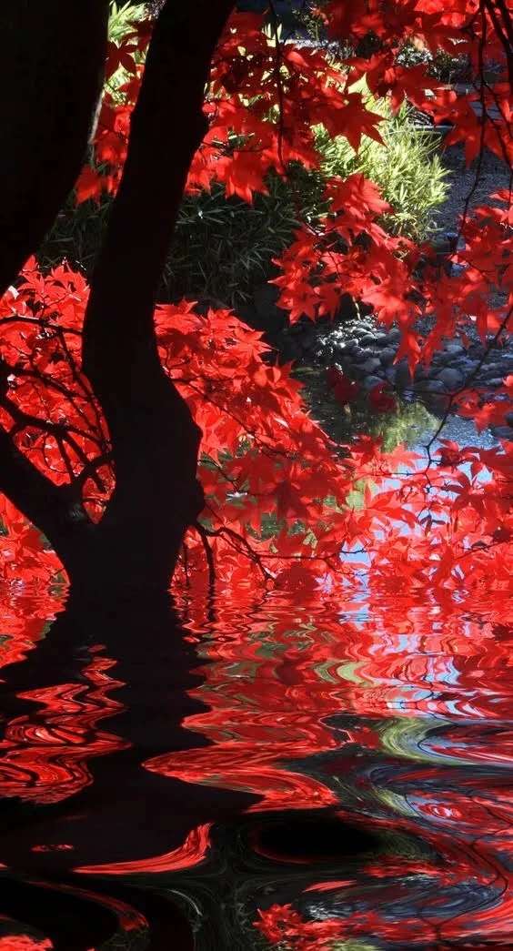 太壮观了动态图片,太壮观了的图片