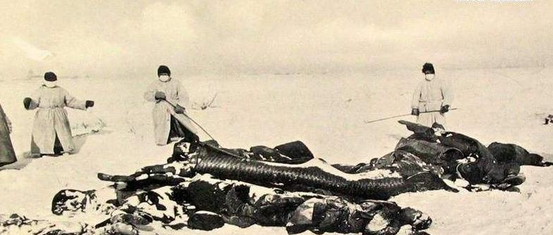 影响历史最深远的疾病,一只跳蚤改写人类史