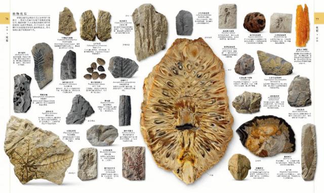 大人和孩子都不可错过的绘本,值得孩子看的4本经典绘本