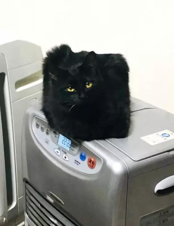 动物表情包沙雕魔性,沙雕动物爆笑瞬间表情包