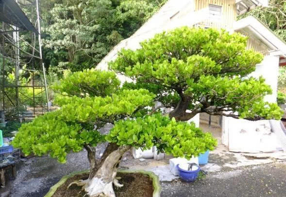 家里最好养的是哪种花,家里养高档的六种花