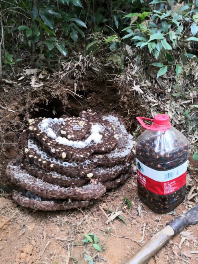 马蜂可以泡几次,马蜂特别多
