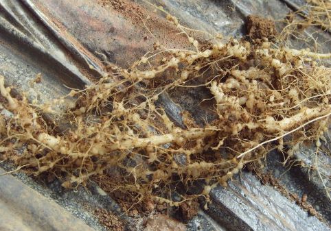 根结线虫防治有哪些农药,根结线虫防治药剂有哪些