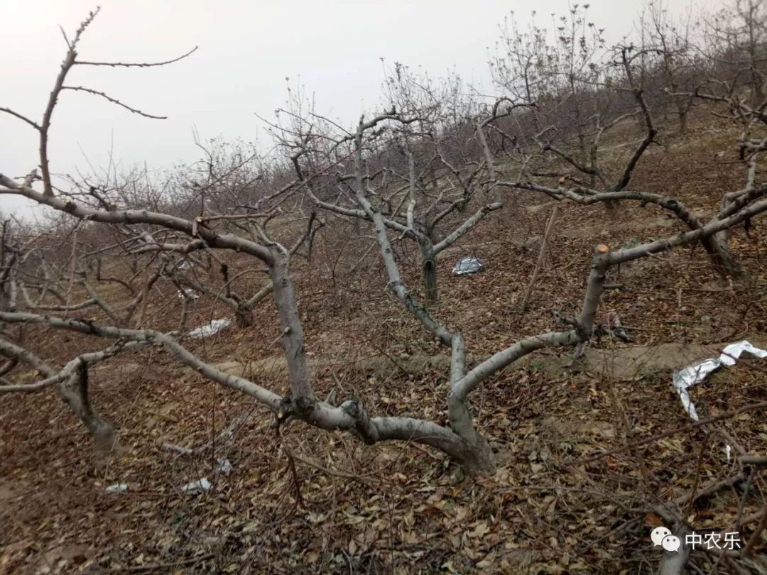 桃树冬剪留大棒子结果枝要不得