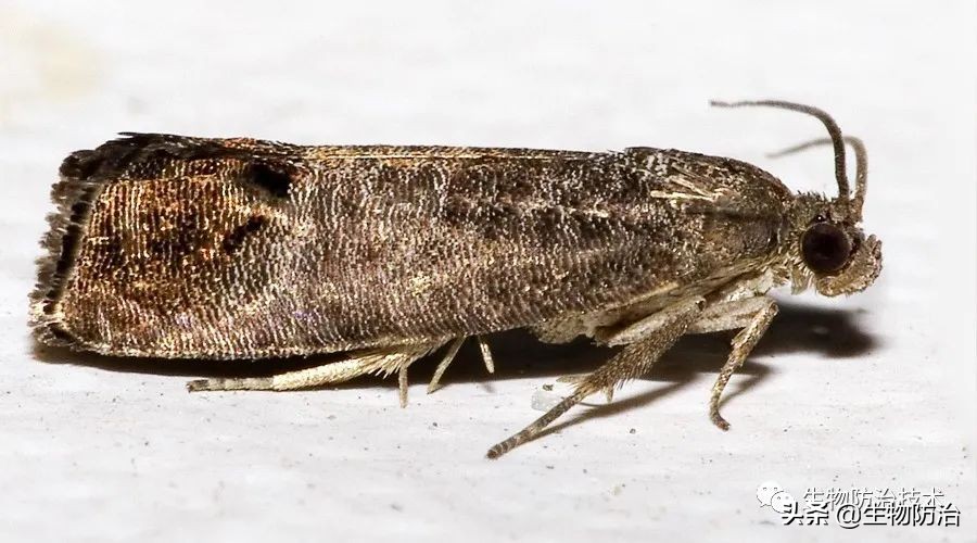 蛀干害虫是钻蛀害虫吗,果树枝干钻蛀害虫图片