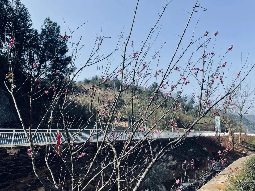 万树寒无色书法作品欣赏,万树寒无色全诗书法