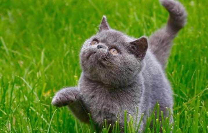 猫咪肥胖为什么会引发心脏病,猫咪肥胖吃什么猫粮