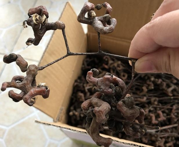 有一种植物长得弯弯曲曲可以解酒,广东酸酸甜甜长相奇怪的植物