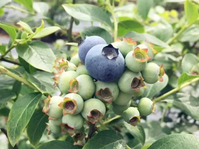 李子柒令人向往的世外桃源生活,李子柒记录的简单淳朴的田园生活