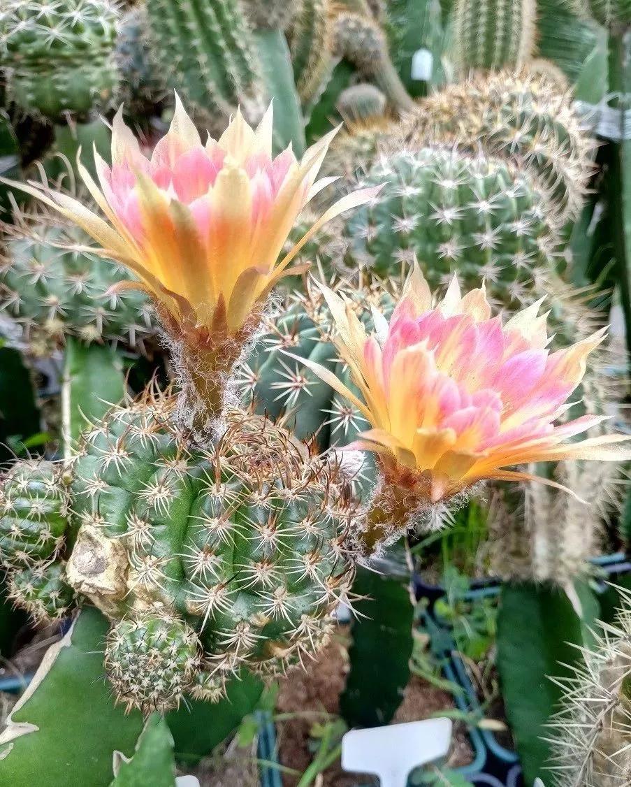 100种仙人球花图片,100种仙人球的品种视频