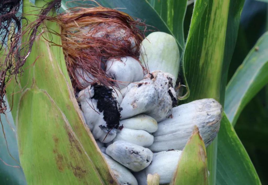 价格堪比黄金的食物,玉米身上的黑松露你知道吗