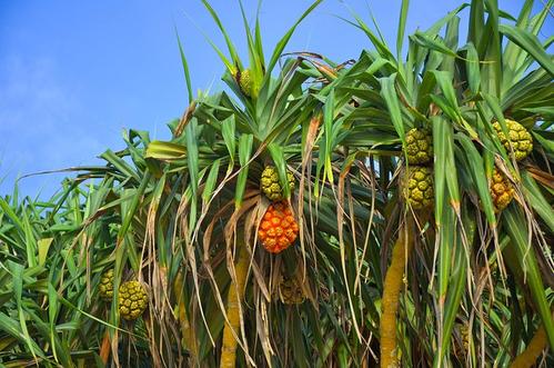 和菠萝类似的盆景,果实可以食用的盆景